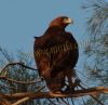 Bonelli__s Eagle copy.jpg